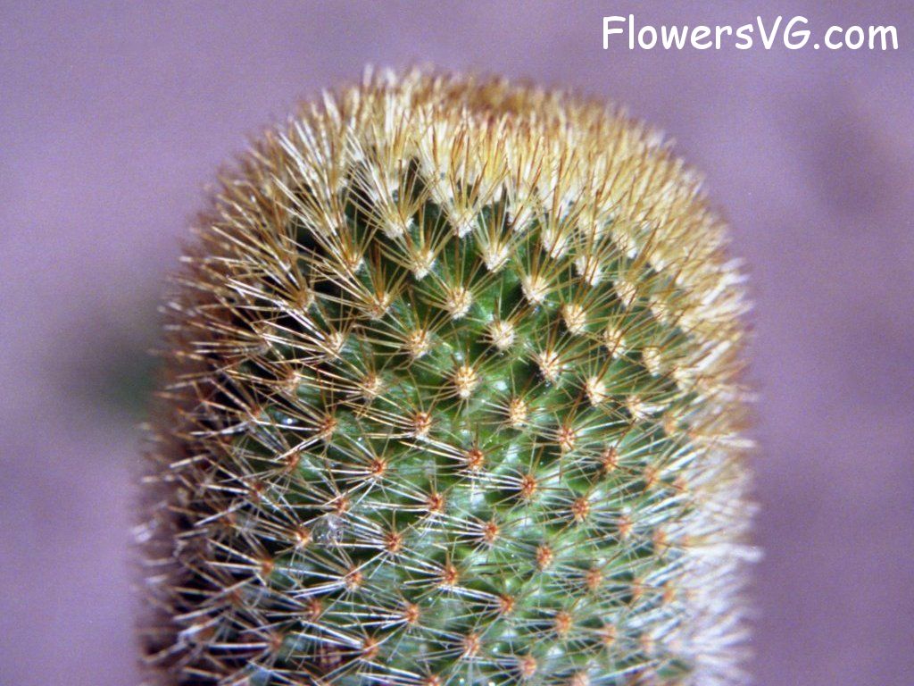 Photo cactus12a08.jpg