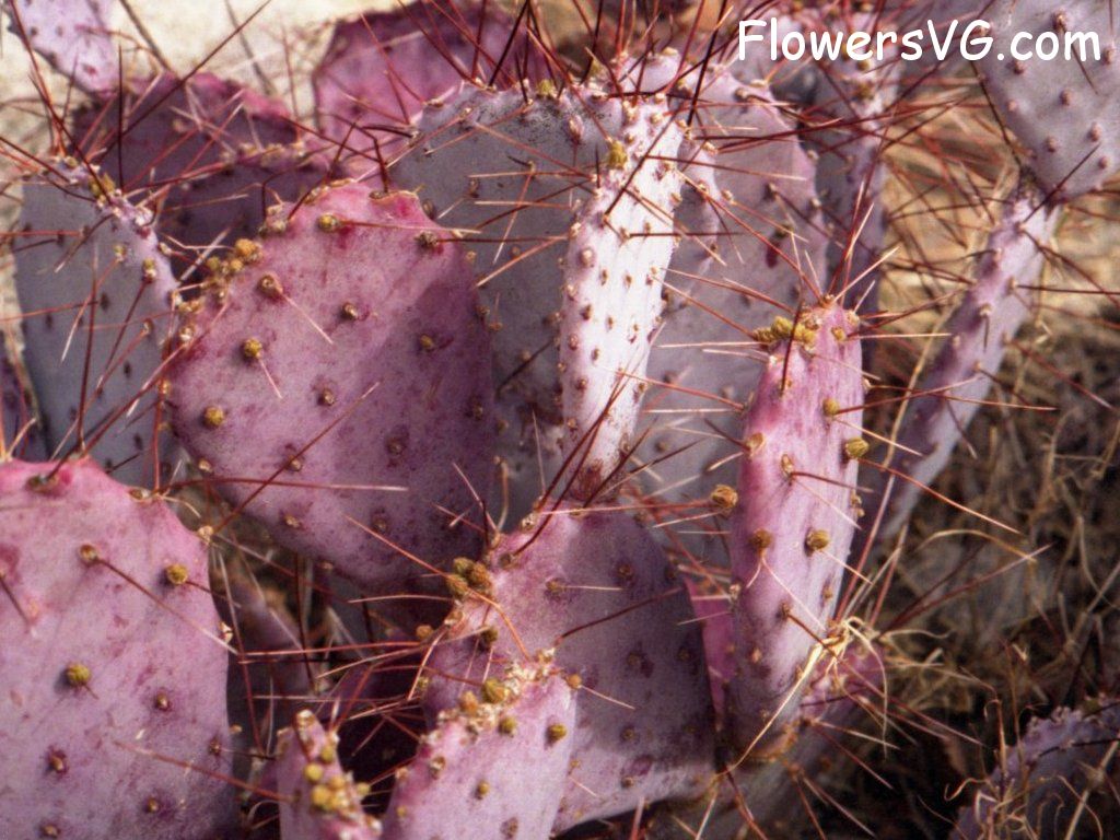 Photo cactus13a06.jpg