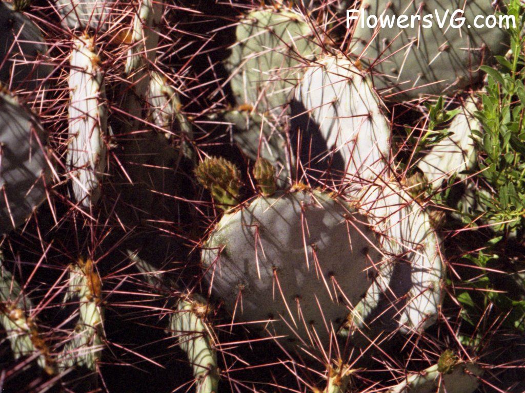 Photo cactus13a15.jpg