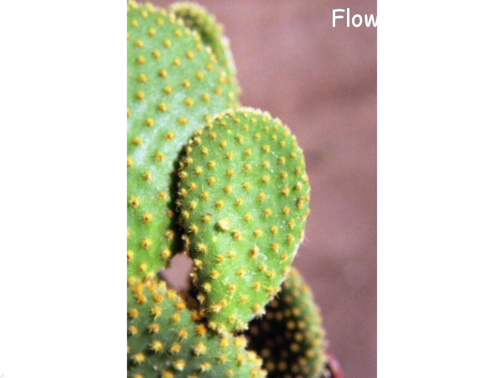 Photo cactus1a05.jpg