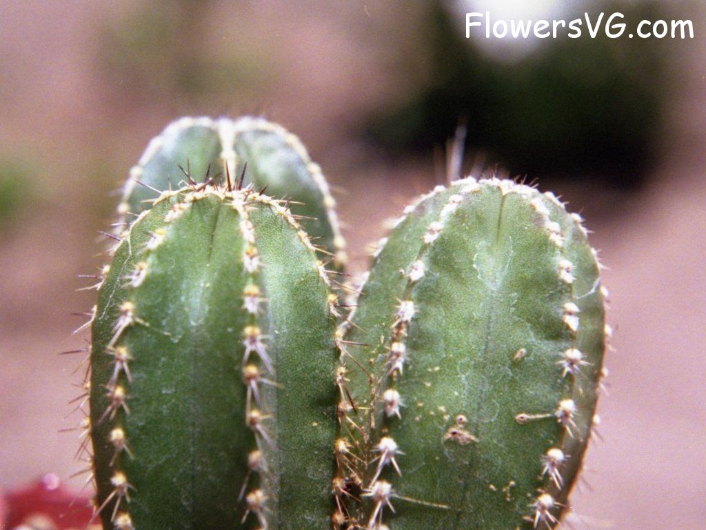 Photo cactus4a04.jpg
