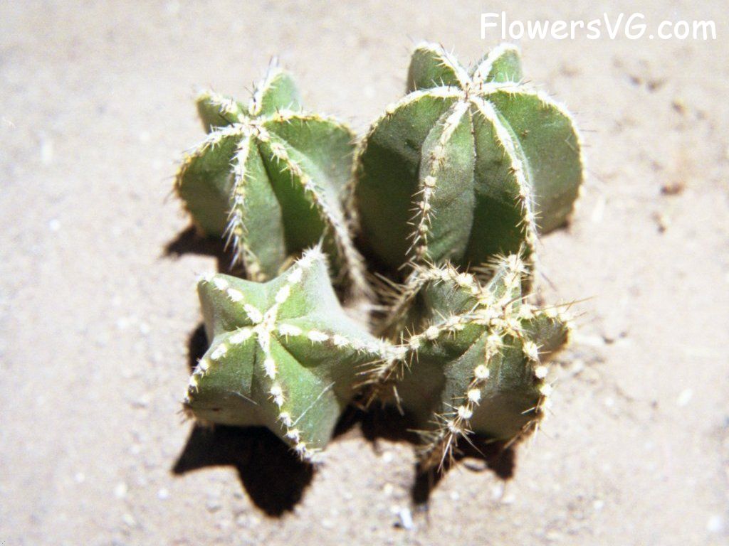Photo cactus4a08.jpg