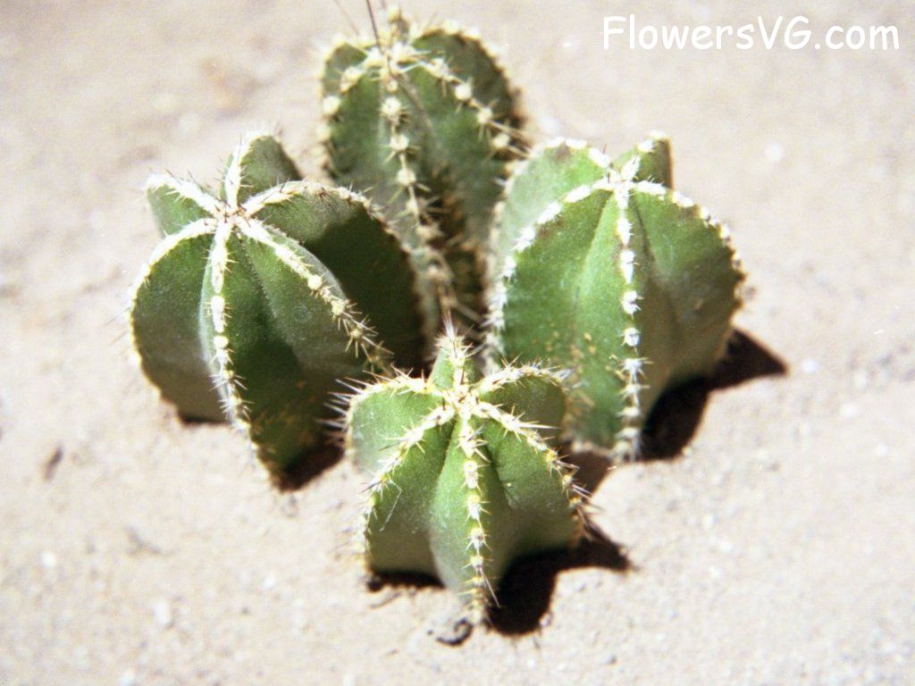 Photo cactus4a09.jpg