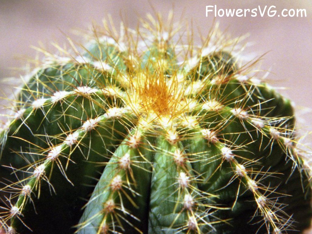 Photo cactus9a01.jpg