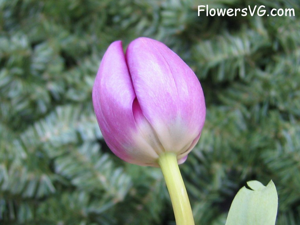 tulip flower Photo cflowers0031.jpg
