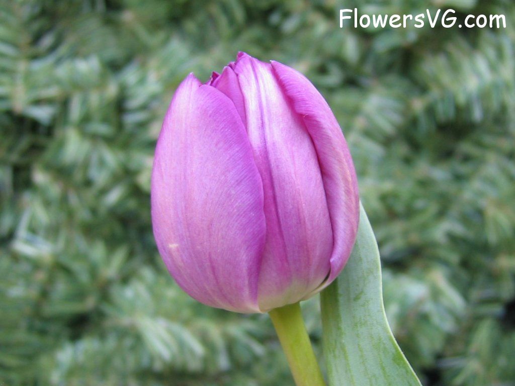 tulip flower Photo cflowers0032.jpg