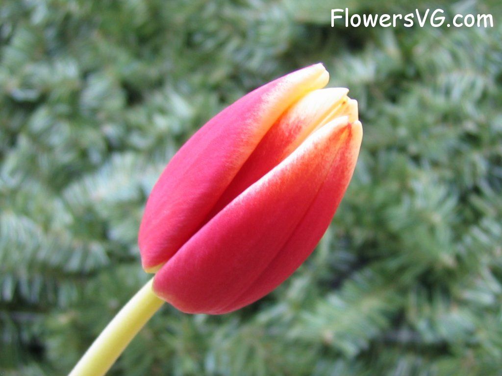 tulip flower Photo cflowers0033.jpg