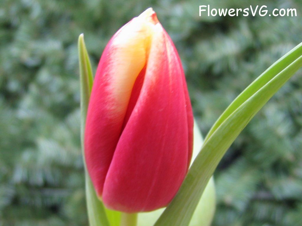 tulip flower Photo cflowers0036.jpg