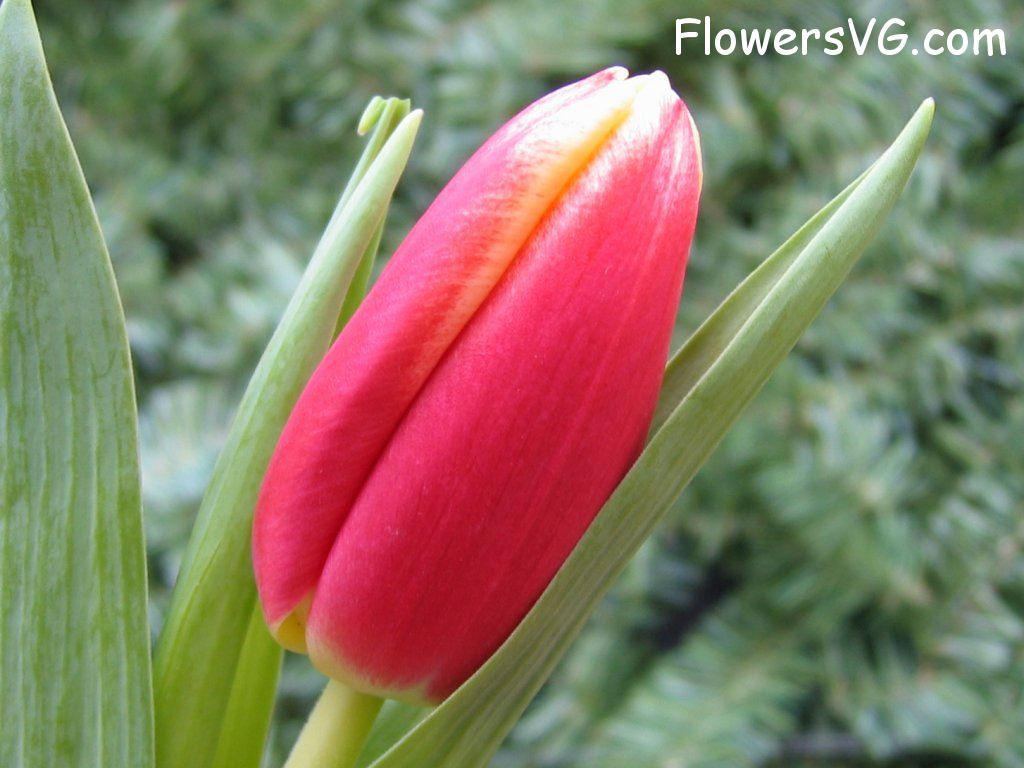 tulip flower Photo cflowers0040.jpg