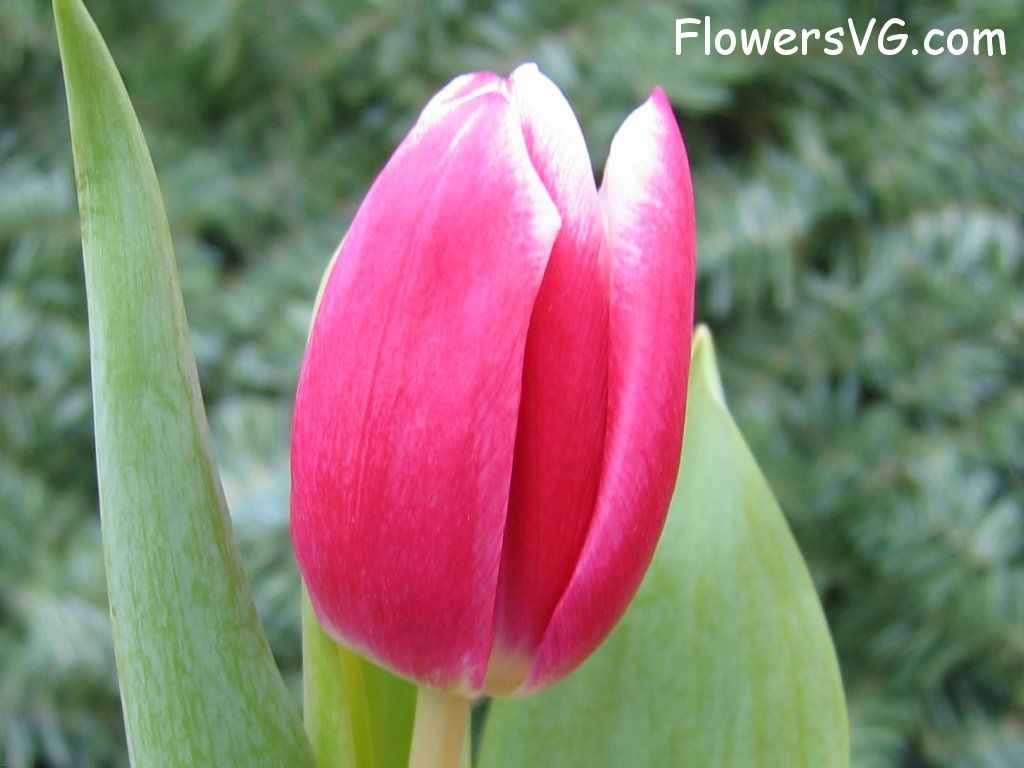 tulip flower Photo cflowers0042.jpg