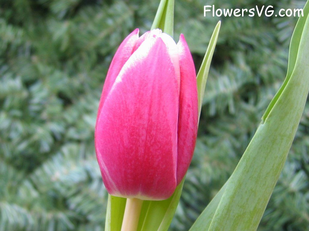 tulip flower Photo cflowers0045.jpg