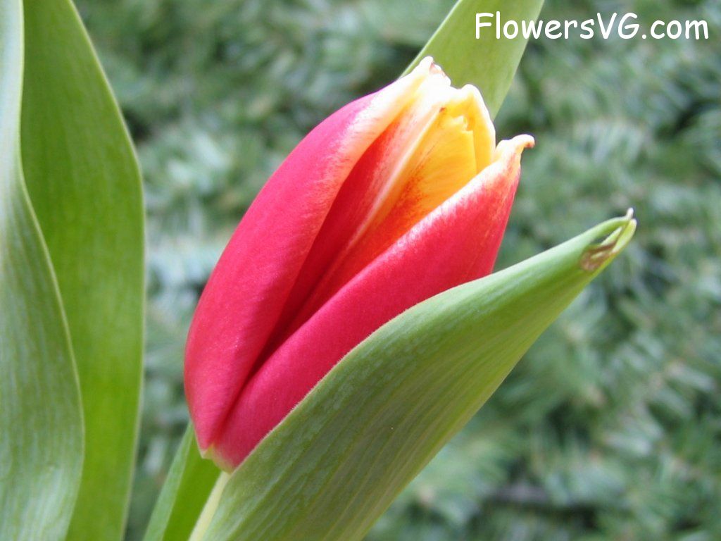 tulip flower Photo cflowers0046.jpg