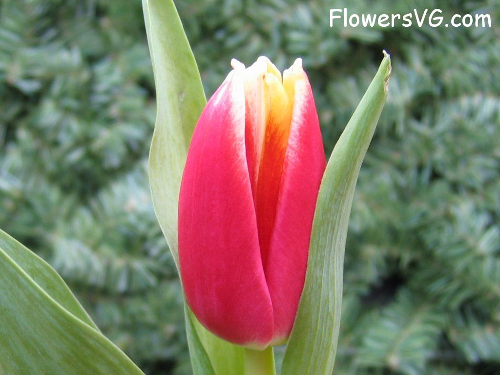 tulip flower Photo cflowers0048.jpg