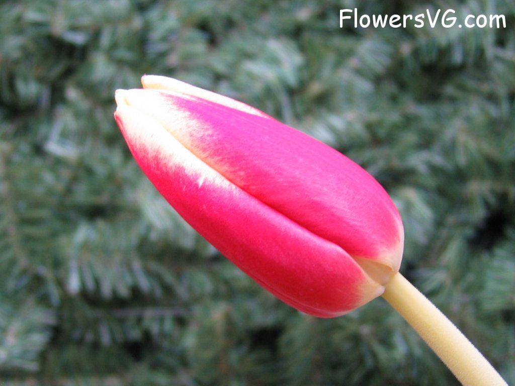 tulip flower Photo cflowers0049.jpg