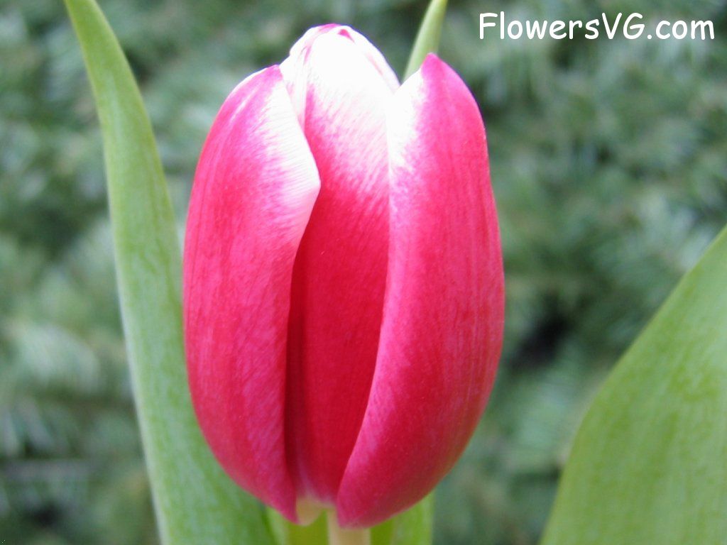 tulip flower Photo cflowers0050.jpg