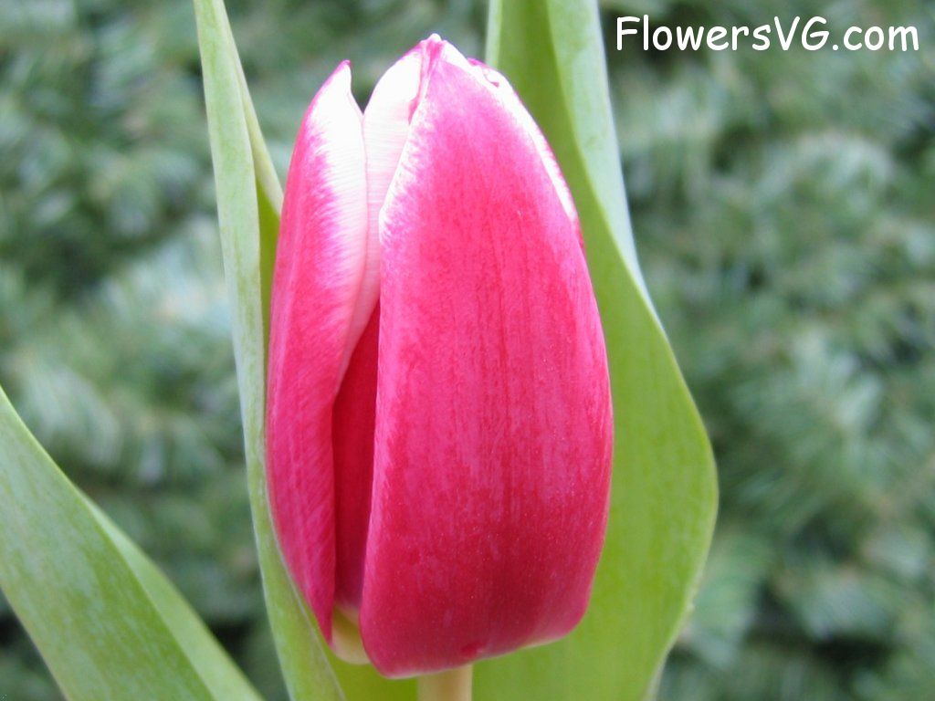 tulip flower Photo cflowers0052.jpg