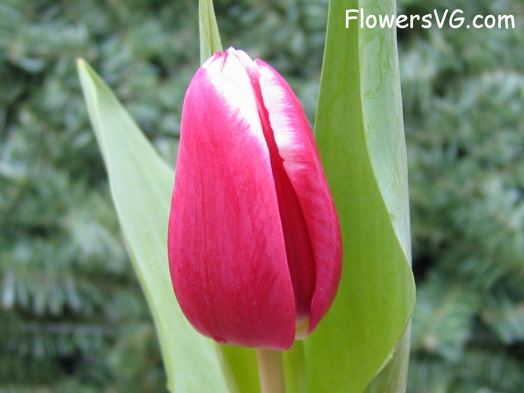 tulip flower Photo cflowers0053.jpg