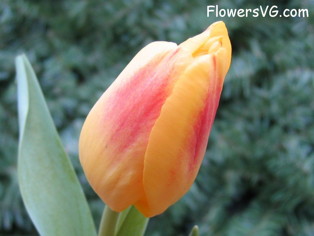 tulip flower Photo cflowers0054.jpg