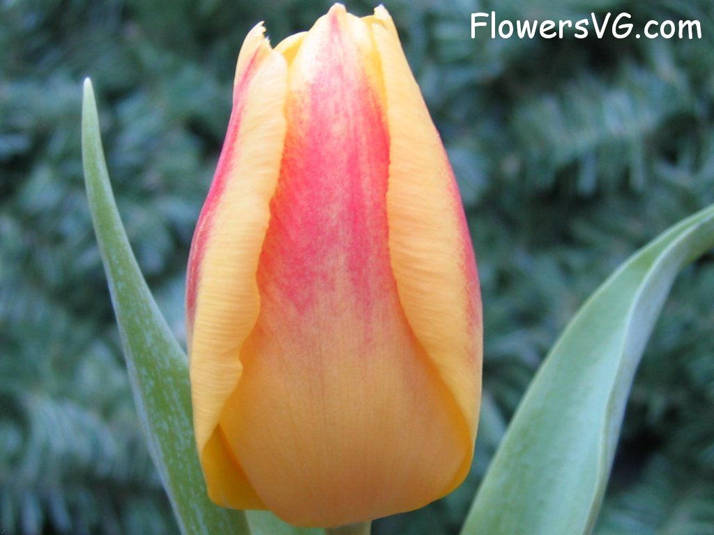 tulip flower Photo cflowers0059.jpg