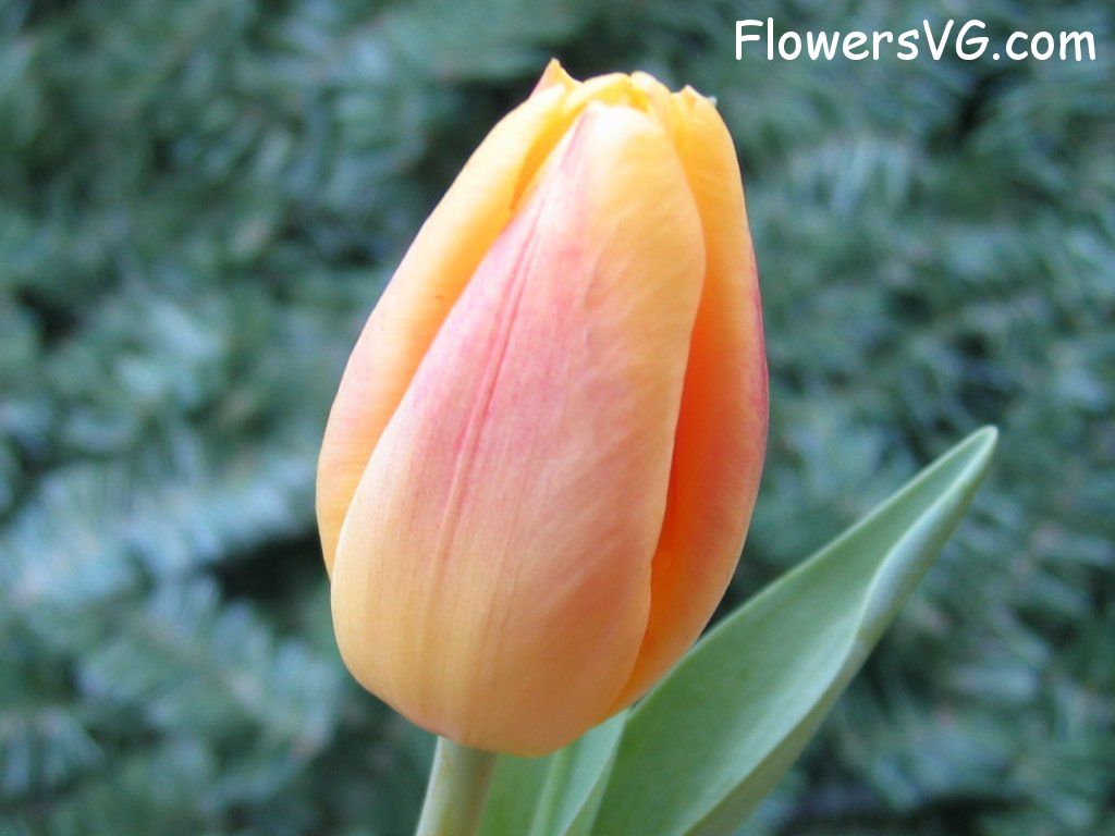 tulip flower Photo cflowers0062.jpg
