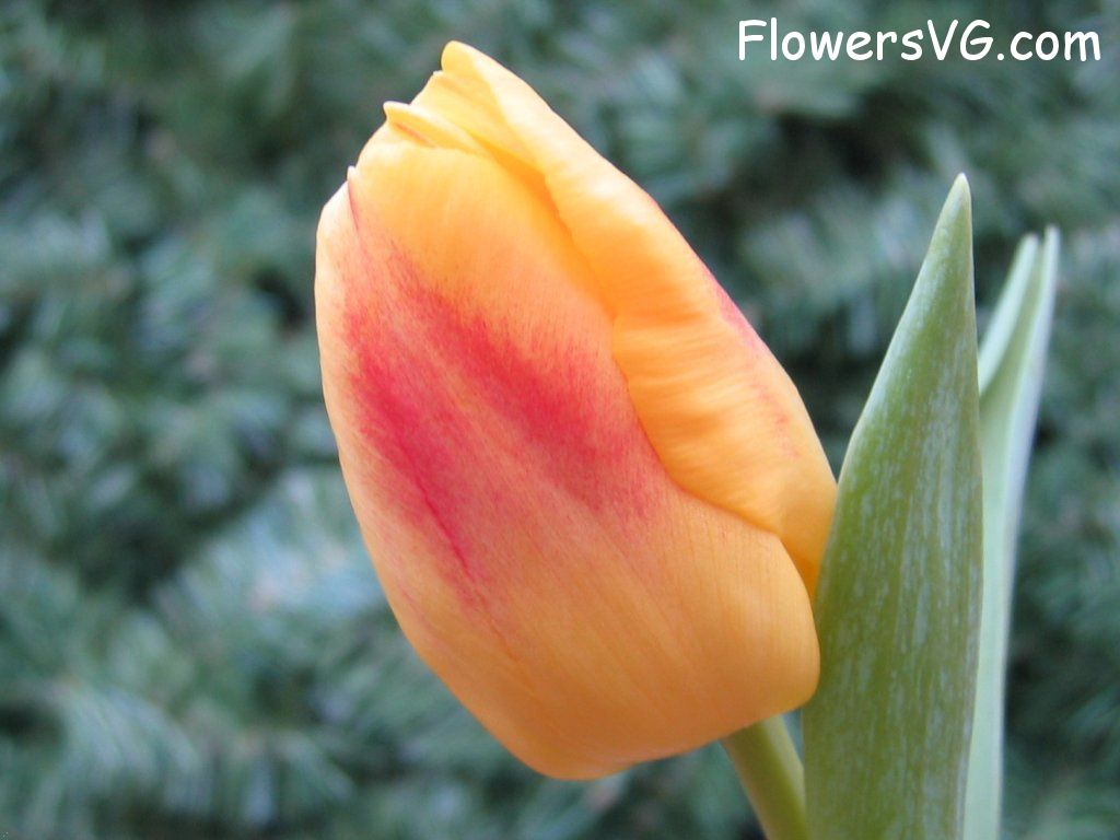 tulip flower Photo cflowers0064.jpg