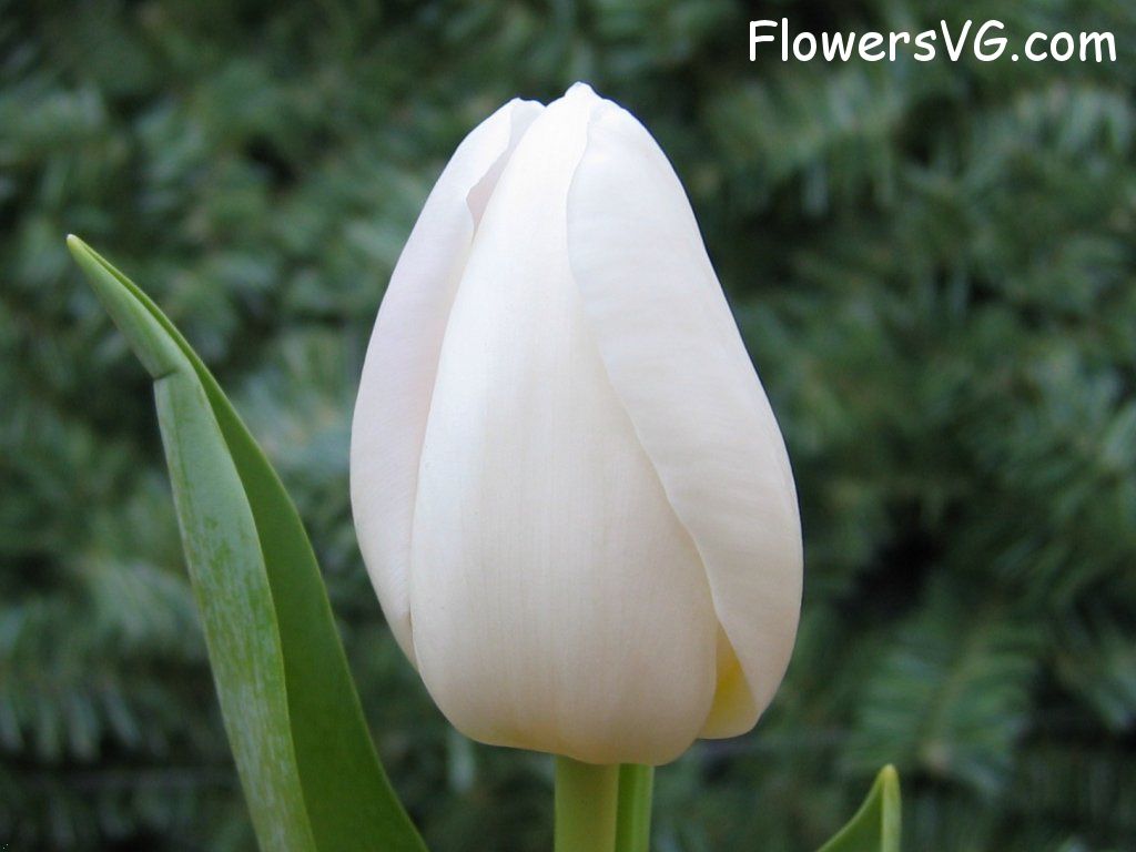 tulip flower Photo cflowers0065.jpg