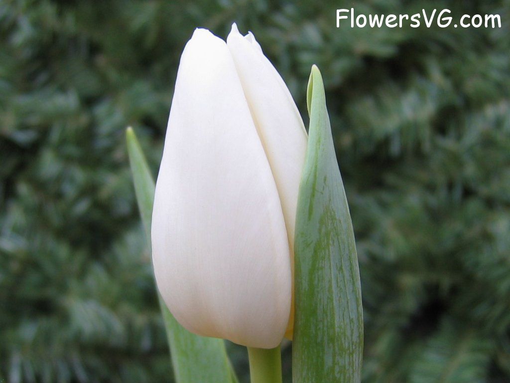 tulip flower Photo cflowers0066.jpg