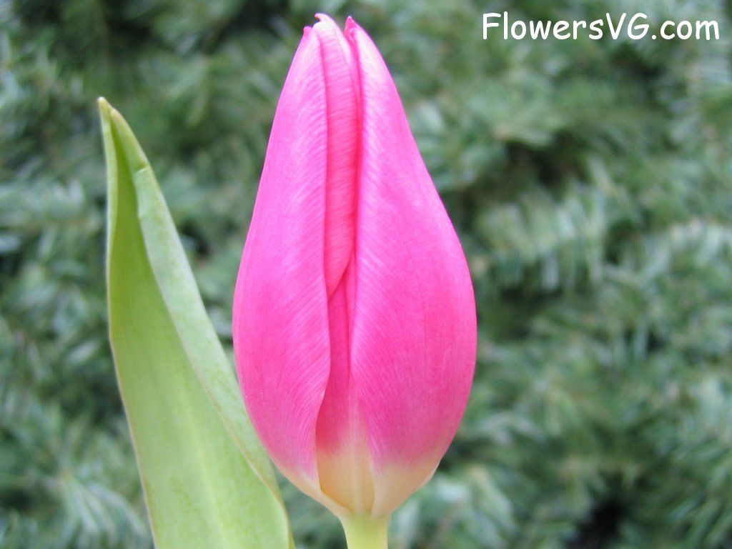 tulip flower Photo cflowers0073.jpg