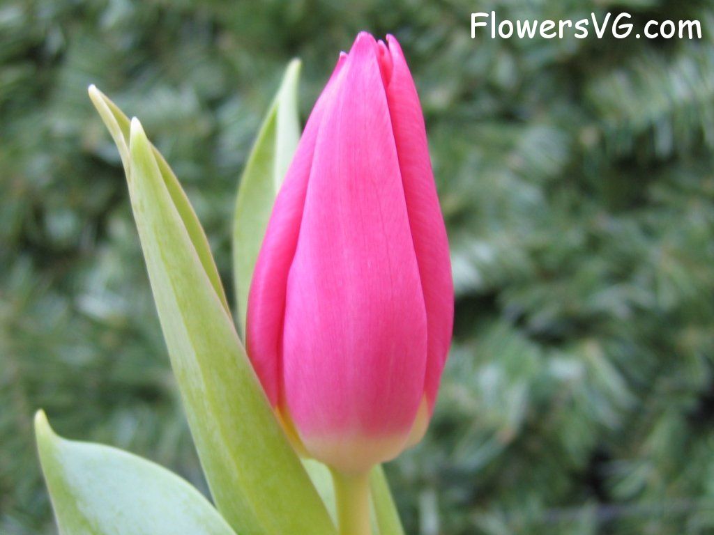 tulip flower Photo cflowers0080.jpg