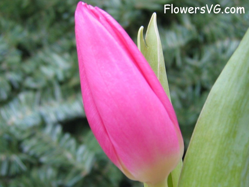 tulip flower Photo cflowers0082.jpg