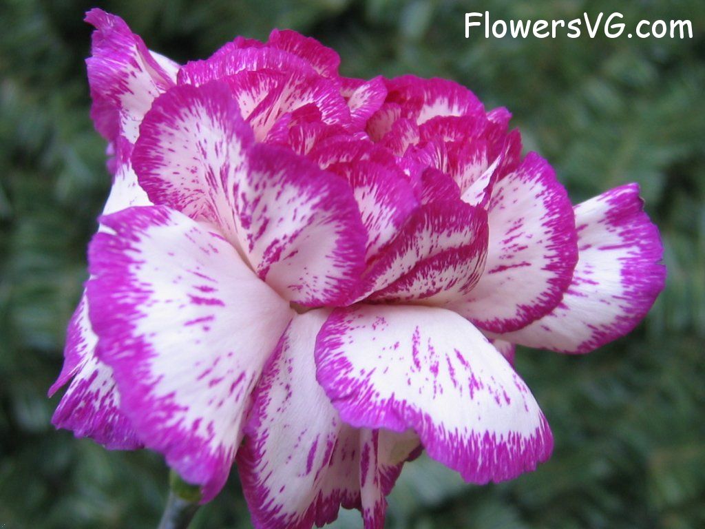 carnation flower Photo cflowers0085.jpg