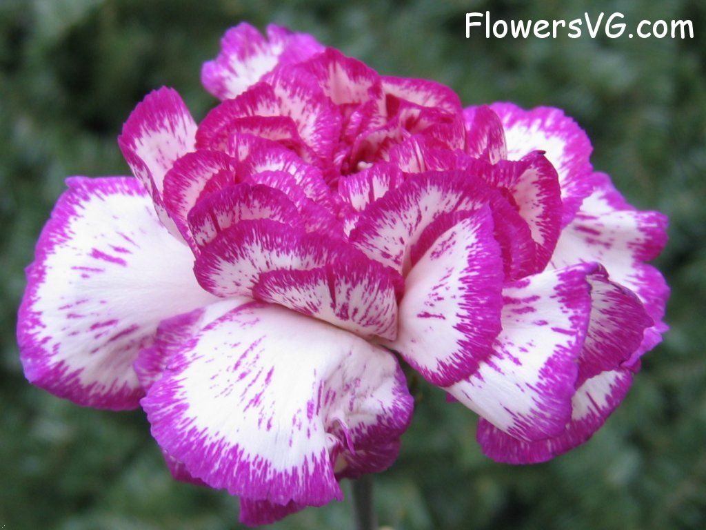 carnation flower Photo cflowers0086.jpg