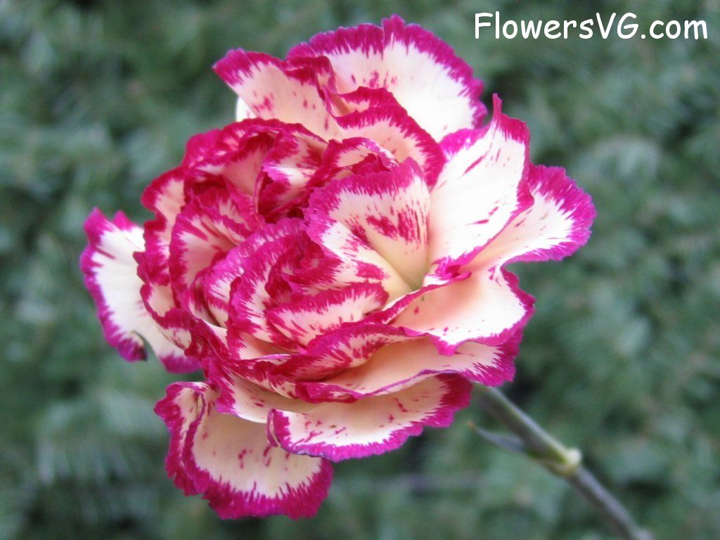 carnation flower Photo cflowers0091.jpg