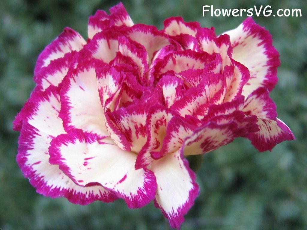 carnation flower Photo cflowers0096.jpg