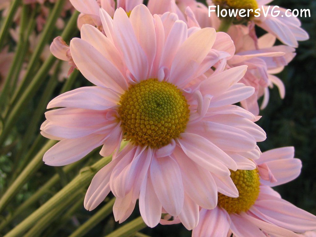 daisy flower Photo cflowers0120.jpg