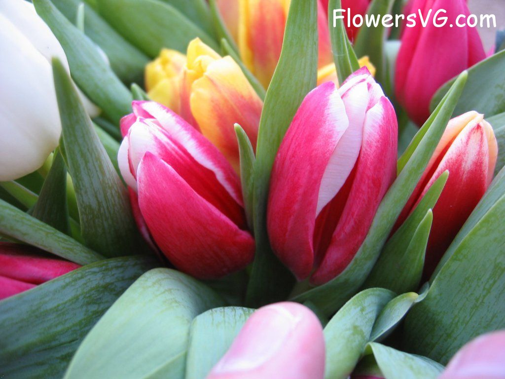 tulip flower Photo cflowers0174.jpg