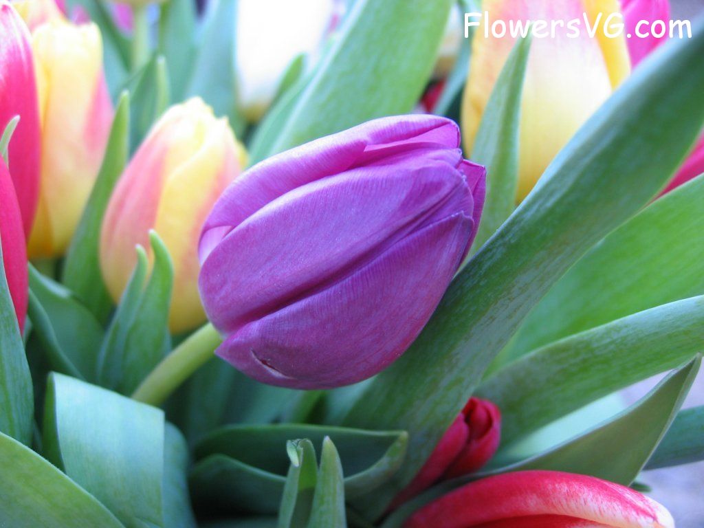 tulip flower Photo cflowers0182.jpg