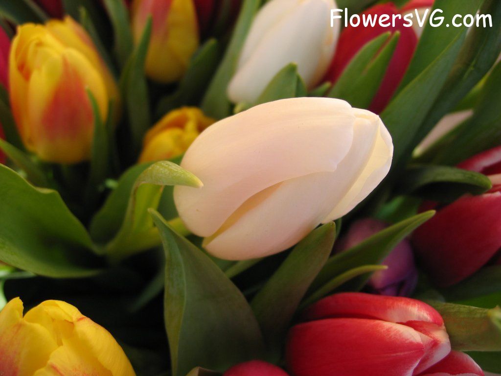 tulip flower Photo cflowers0184.jpg