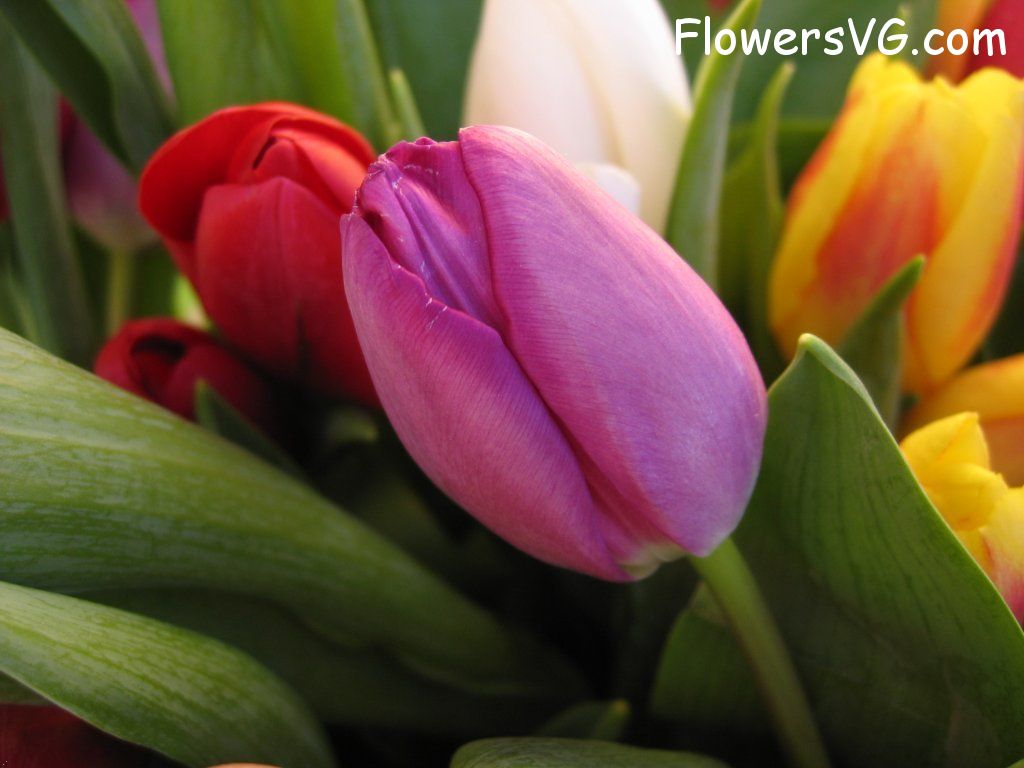 tulip flower Photo cflowers0196.jpg