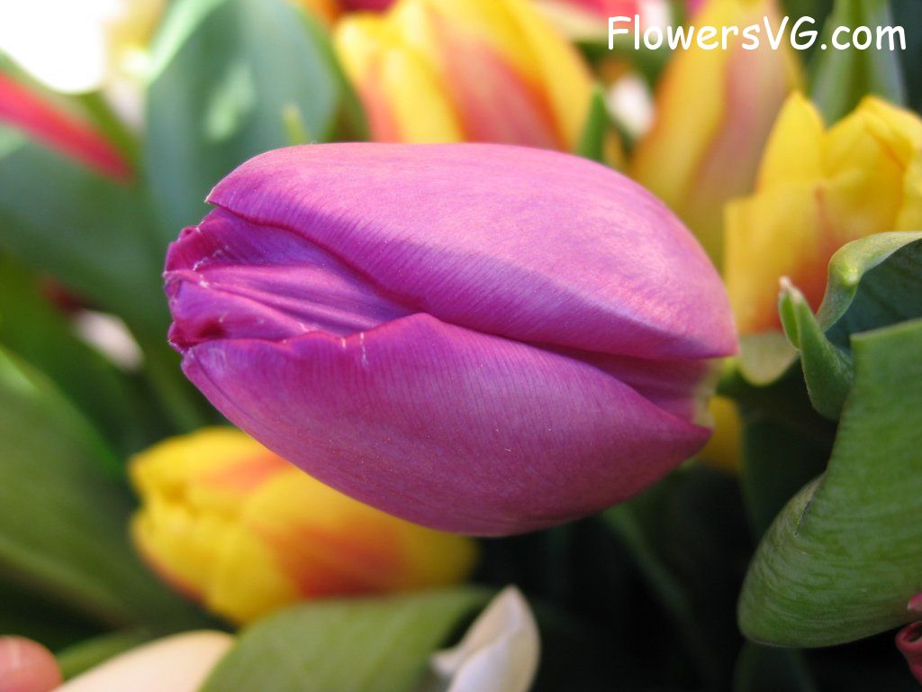 tulip flower Photo cflowers0202.jpg