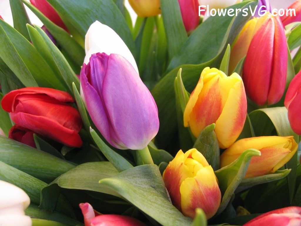 tulip flower Photo cflowers0215.jpg