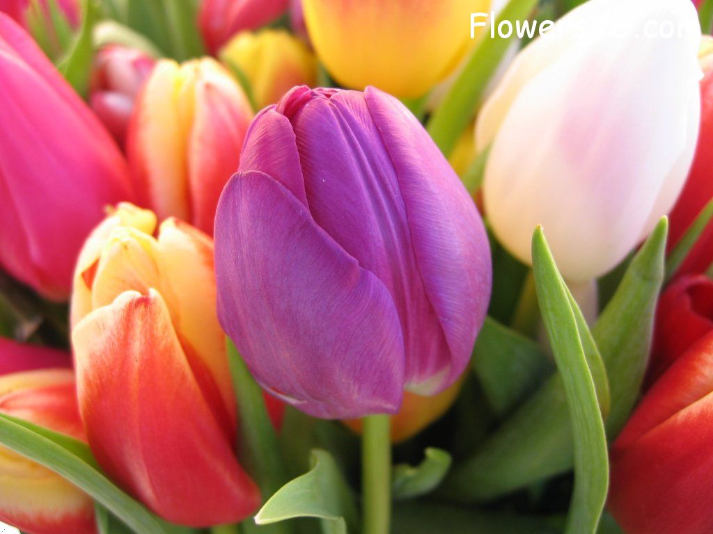 tulip flower Photo cflowers0221.jpg