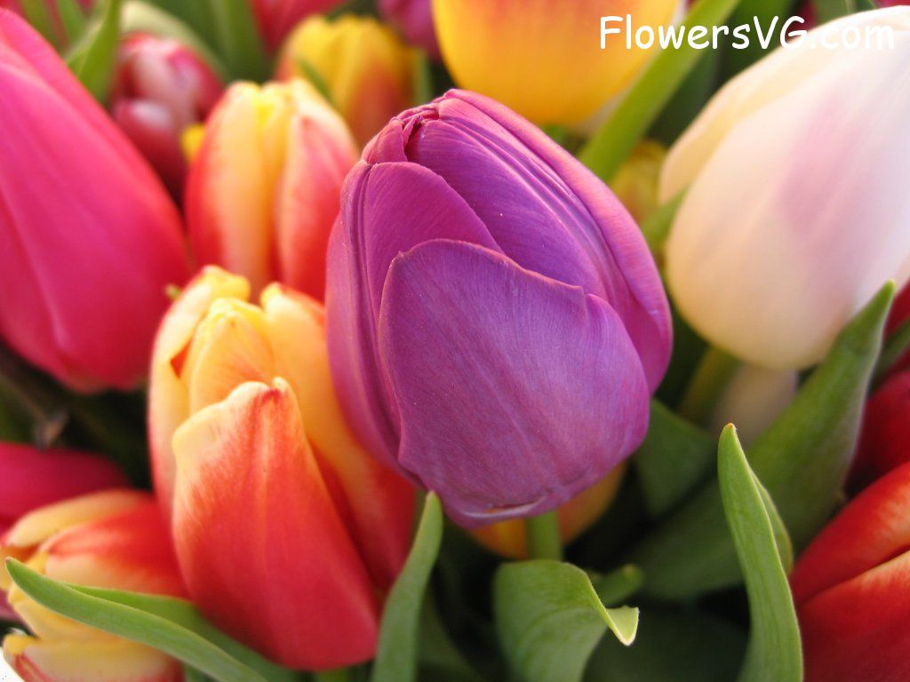 tulip flower Photo cflowers0222.jpg