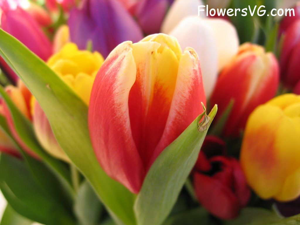 tulip flower Photo cflowers0224.jpg