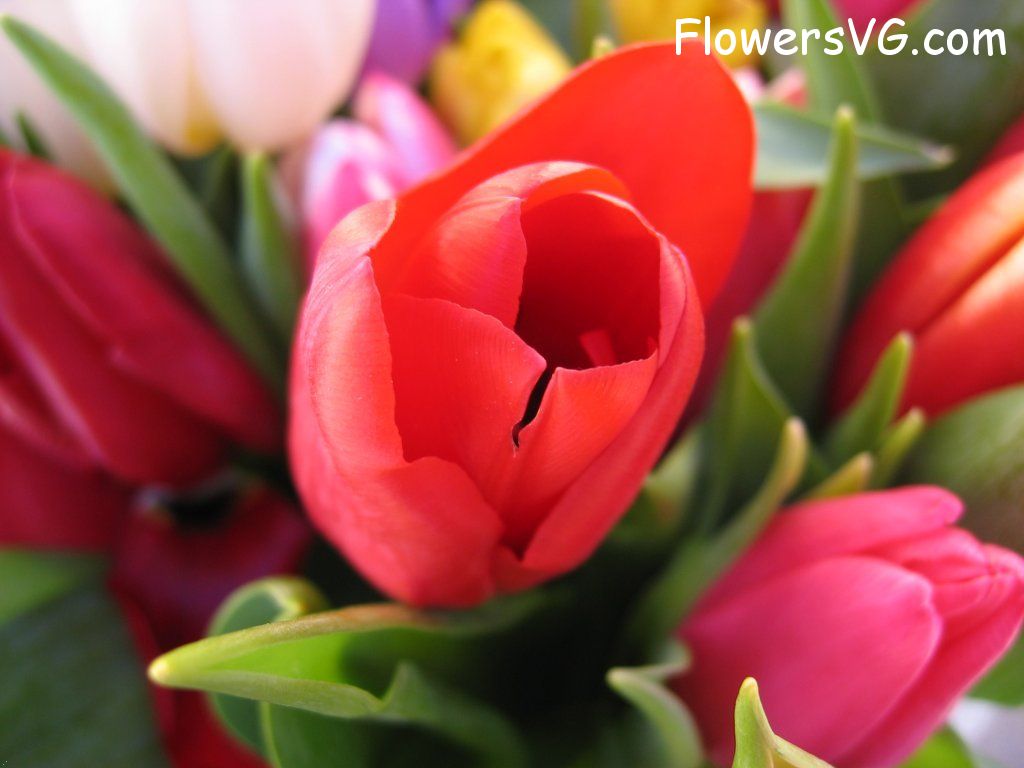 tulip flower Photo cflowers0230.jpg