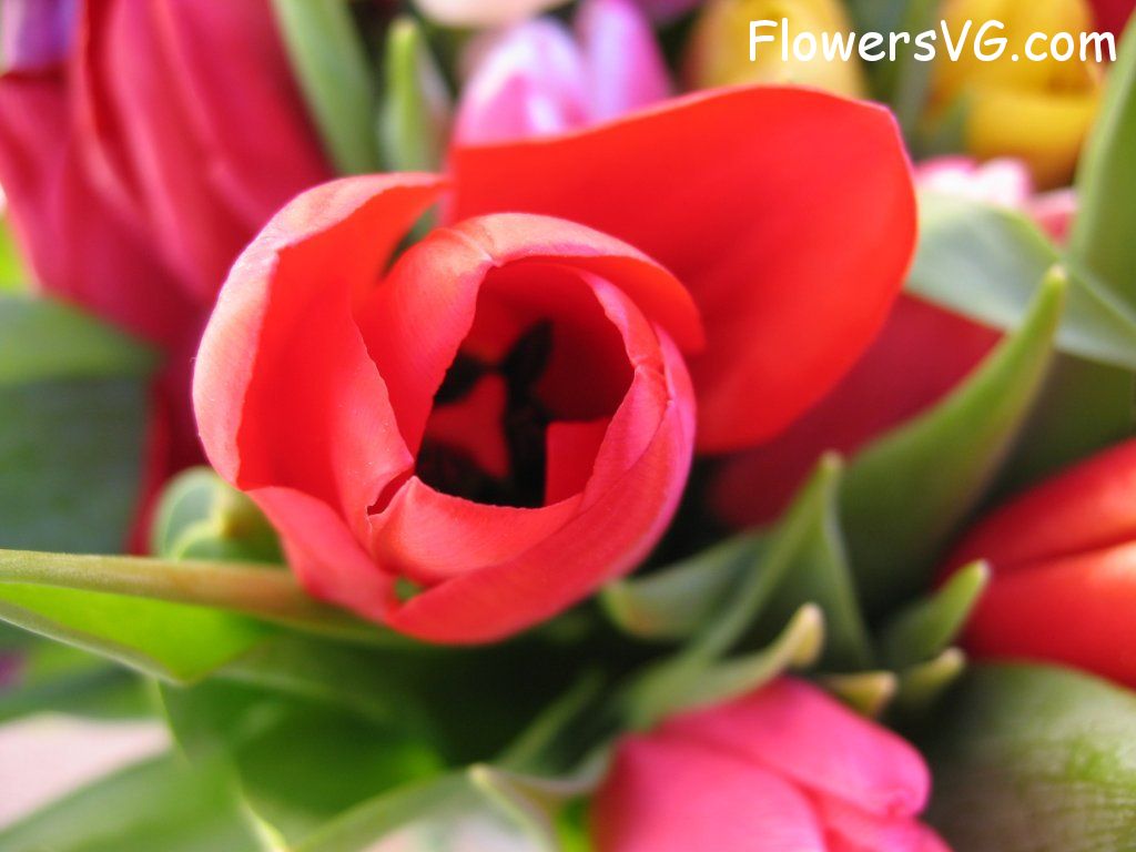 tulip flower Photo cflowers0231.jpg