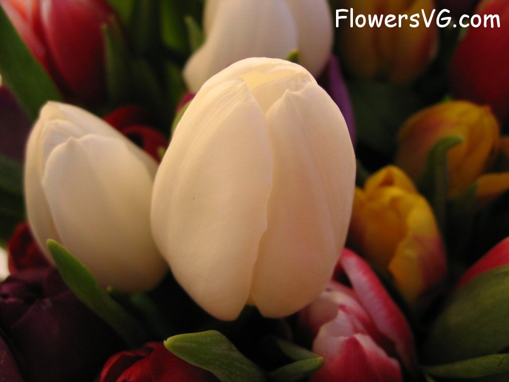 tulip flower Photo cflowers0232.jpg