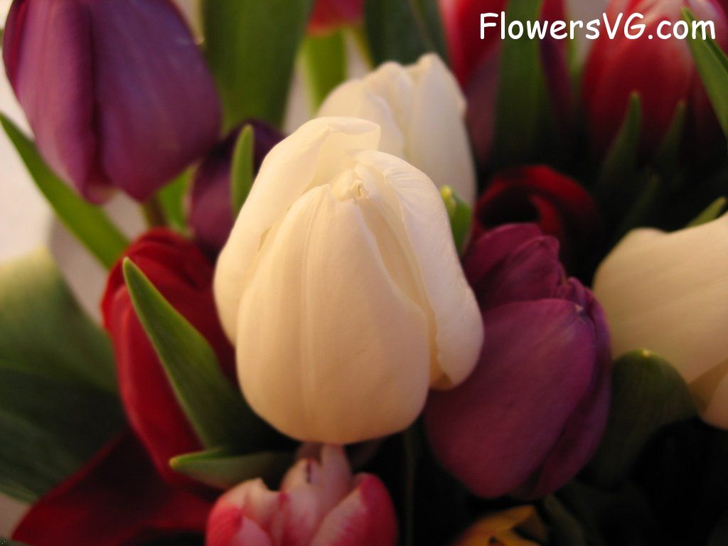 tulip flower Photo cflowers0233.jpg
