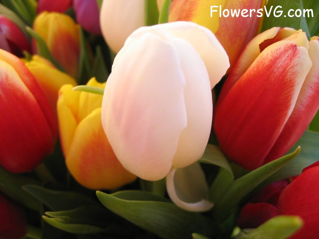tulip flower Photo cflowers0247.jpg