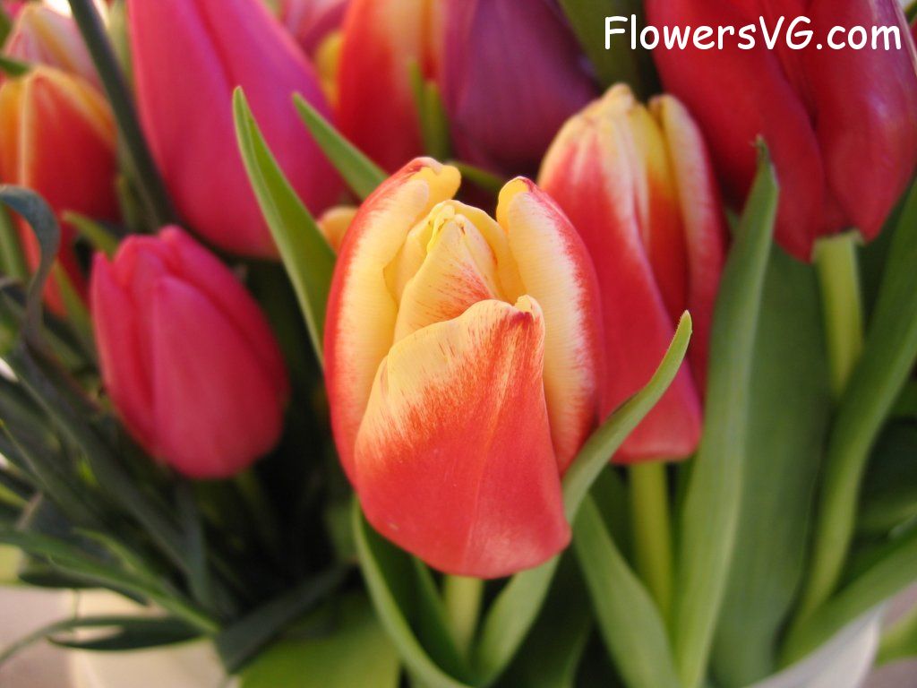 tulip flower Photo cflowers0250.jpg